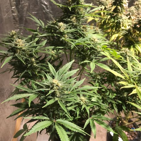 Fuego growlog timeline photo