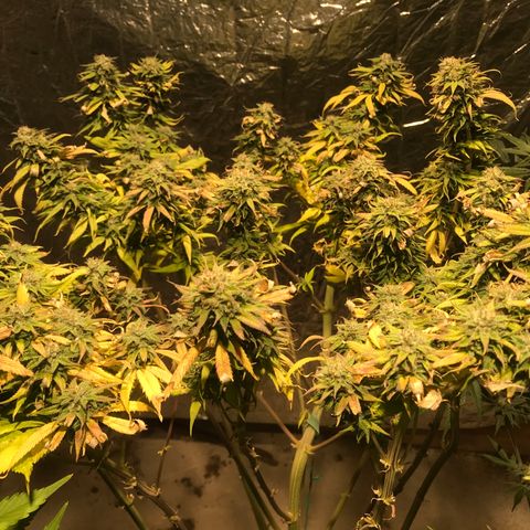 Limona growlog timeline photo