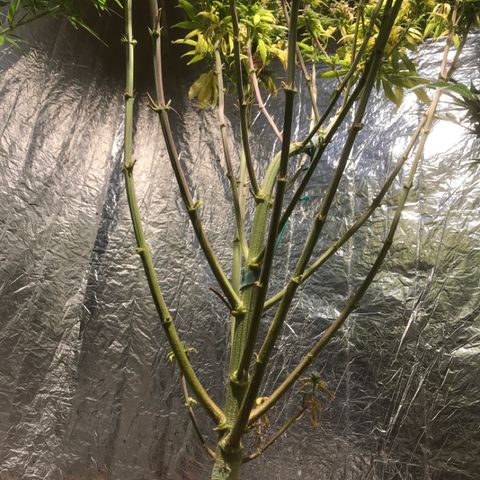 Limona growlog timeline photo