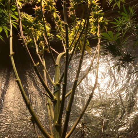 Limona growlog timeline photo