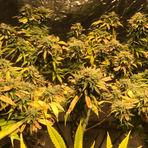 Limona growlog timeline photo