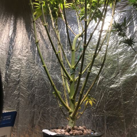 Limona growlog timeline photo