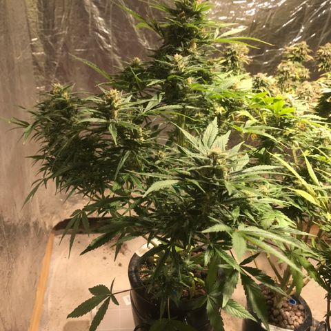 Fuego growlog timeline photo