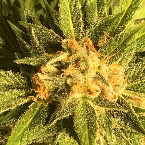 Fuego growlog timeline photo