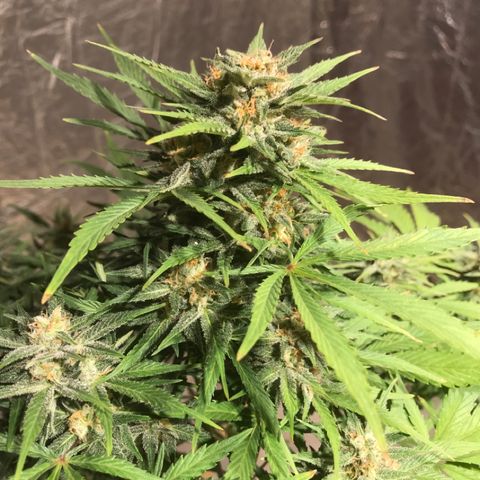 Fuego growlog timeline photo