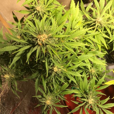 Fuego growlog timeline photo