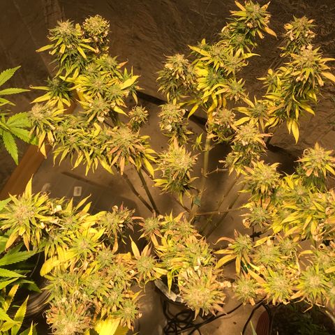 Limona growlog timeline photo