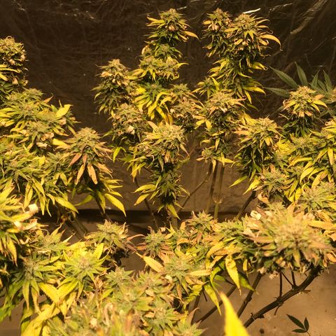 Limona growlog timeline photo