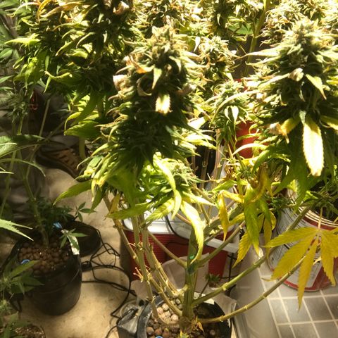 Limona growlog timeline photo