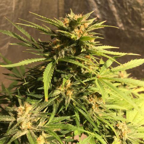Fuego growlog timeline photo