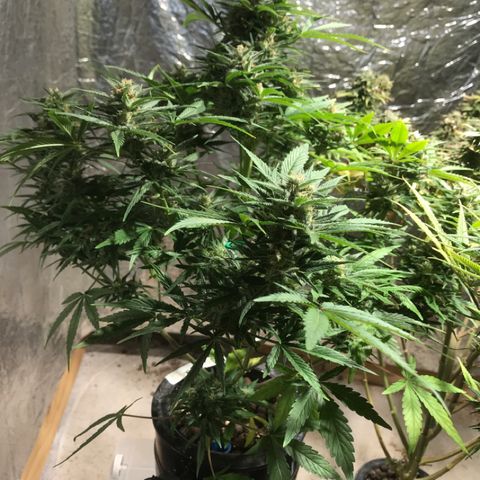Fuego growlog timeline photo
