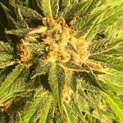 Fuego growlog timeline photo