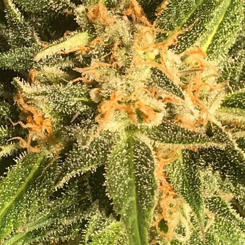 Fuego growlog timeline photo