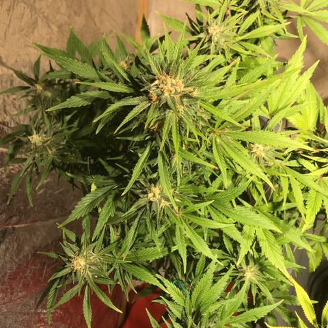 Fuego growlog timeline photo