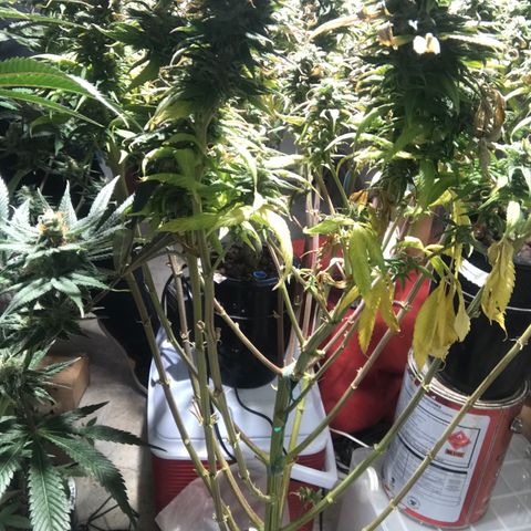 Limona growlog timeline photo