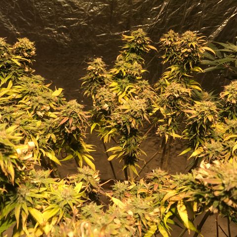 Limona growlog timeline photo