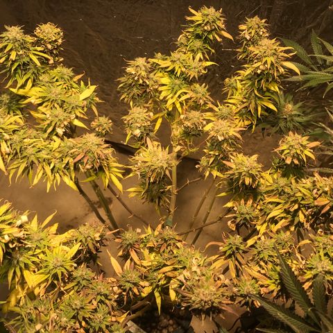Limona growlog timeline photo
