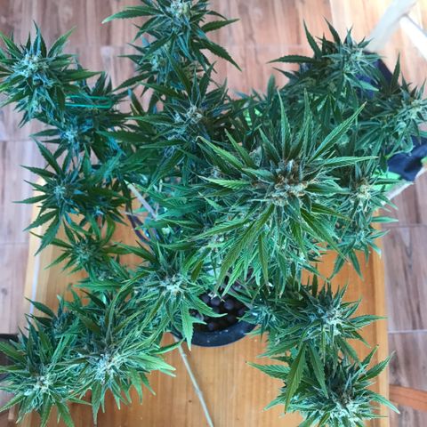 Fuego growlog timeline photo