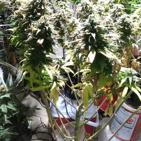 Limona growlog timeline photo