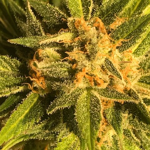 Fuego growlog timeline photo