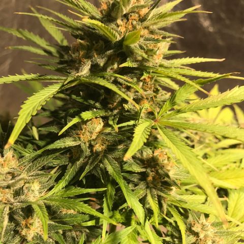 Fuego growlog timeline photo