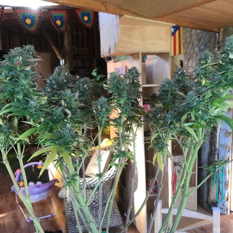 Limona growlog timeline photo