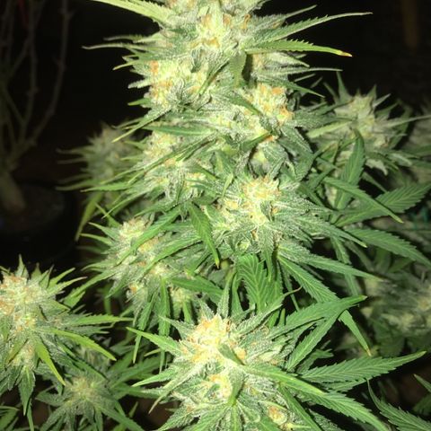 Fuego growlog timeline photo
