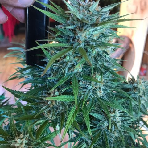 Fuego growlog timeline photo