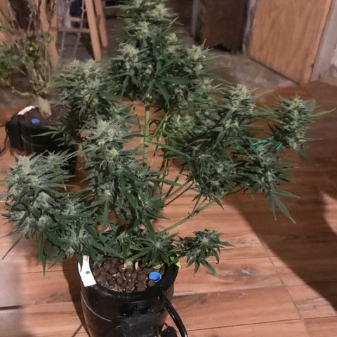 Fuego growlog timeline photo