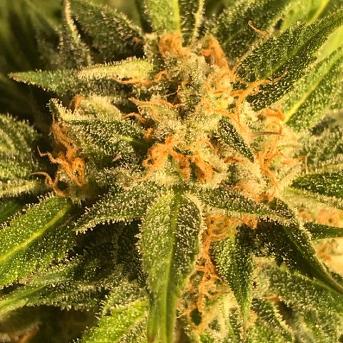 Fuego growlog timeline photo