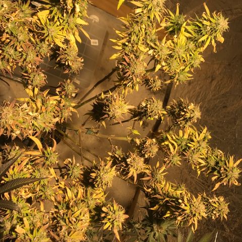 Limona growlog timeline photo
