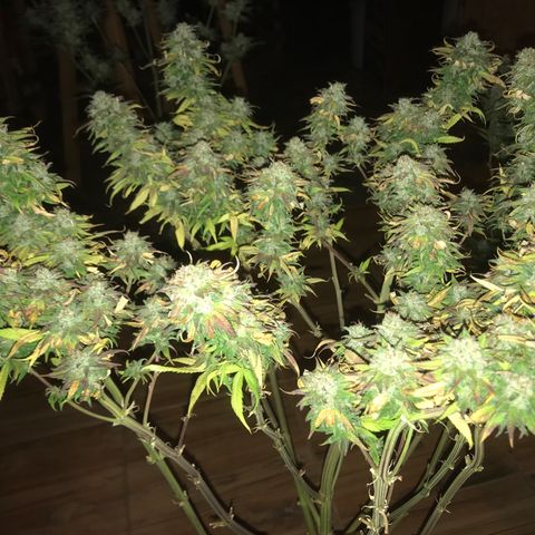 Limona growlog timeline photo