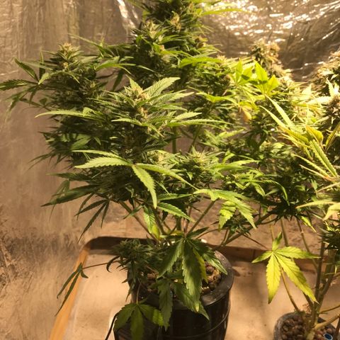 Fuego growlog timeline photo