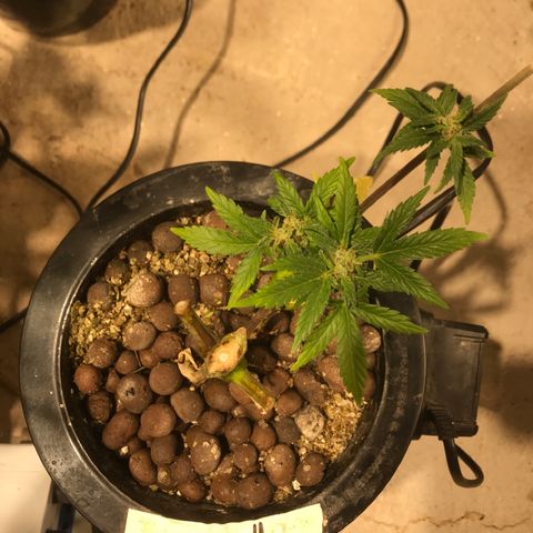 Fuego growlog timeline photo