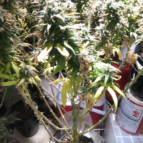 Limona growlog timeline photo