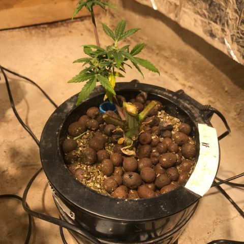 Fuego growlog timeline photo