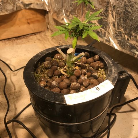 Fuego growlog timeline photo