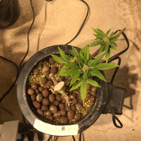 Fuego growlog timeline photo