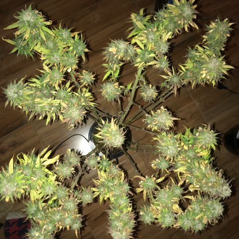 Limona growlog timeline photo