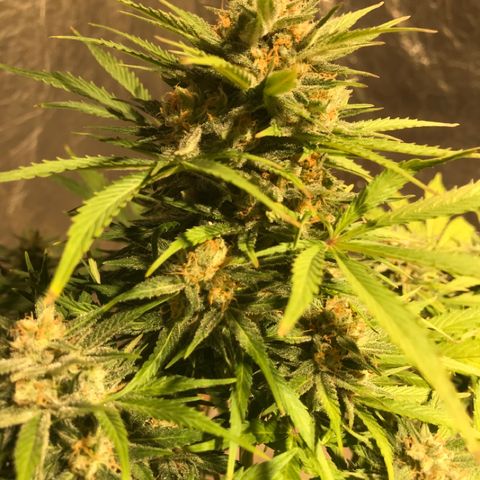 Fuego growlog timeline photo