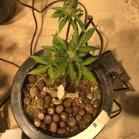 Fuego growlog timeline photo