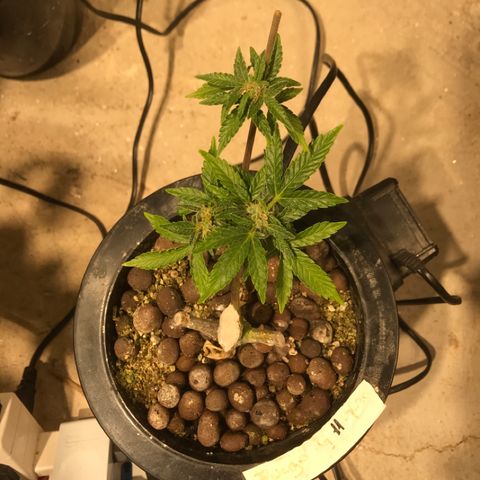 Fuego growlog timeline photo