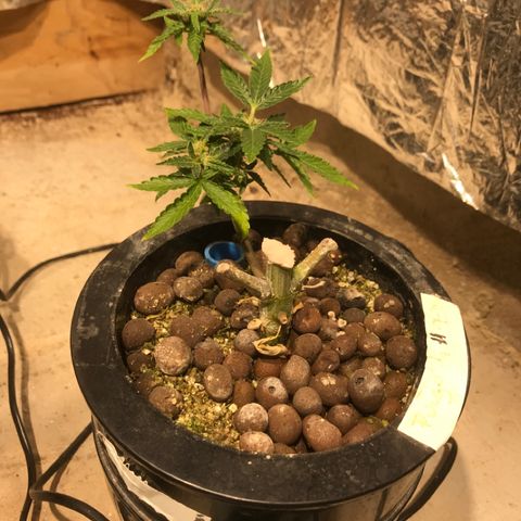 Fuego growlog timeline photo