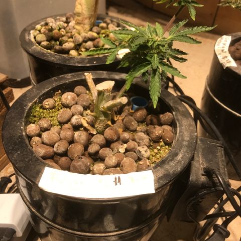 Fuego growlog timeline photo