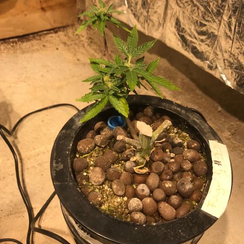 Fuego growlog timeline photo