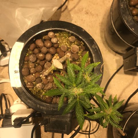 Fuego growlog timeline photo