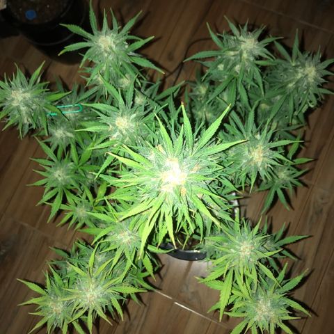Fuego growlog timeline photo