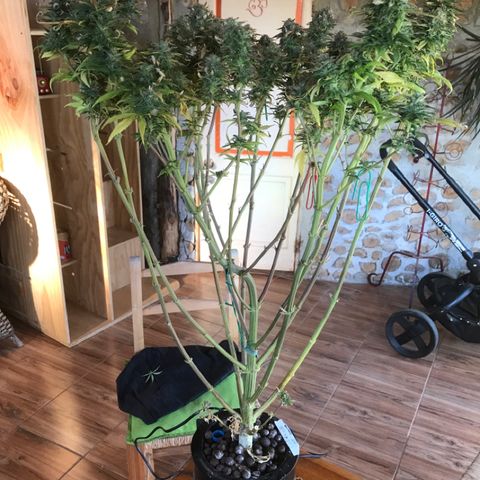 Limona growlog timeline photo