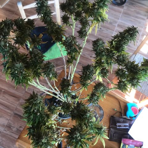 Limona growlog timeline photo