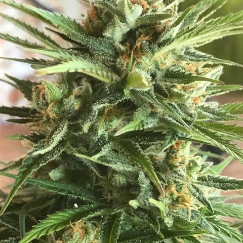 Fuego growlog timeline photo